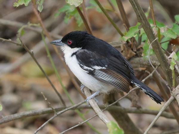 Grote mierklauwier (Taraba major)